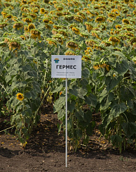  Гермес (Ol)