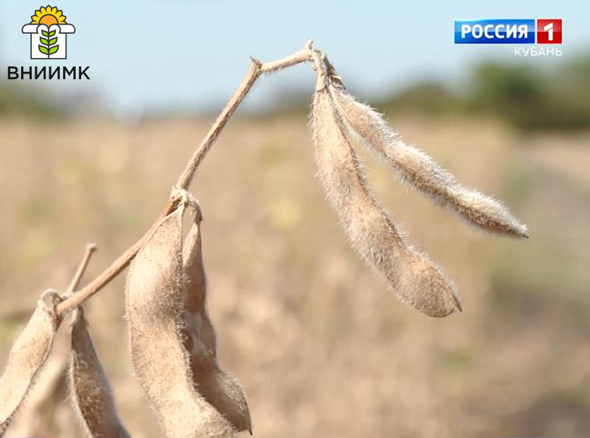 Сорт-сои-ИРБИС---наука-рождается-в-поле!
