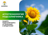 Защита посевов подсолнечника от болезней и вредителей