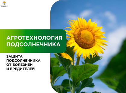 Защита посевов подсолнечника от болезней и вредителей