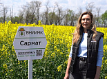 Озимый рапс Сармат – отличный результат в условиях переувлажнения и подкисления почв