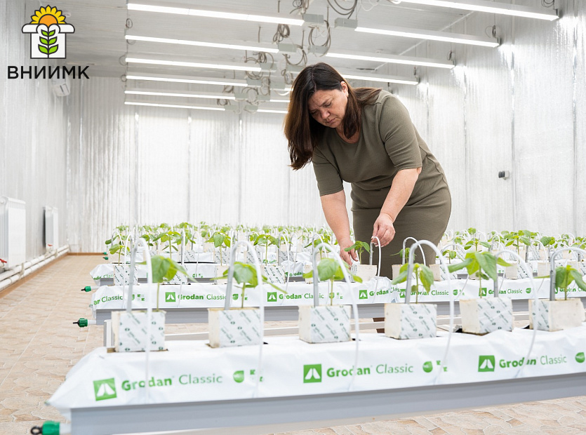 Ученые-ВНИИМК-проводят-эксперимент-по-выращиванию-подсолнечника-гидропонным-способом-6