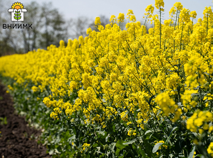 Как-отразится-на-аграриях-юга-России-продление-запрета-на-экспорт-рапса