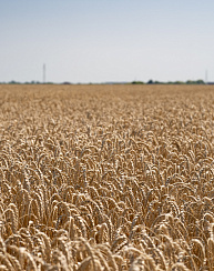 Озимая пшеница Век