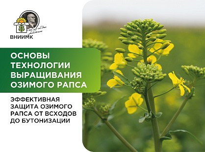 Применение гербицидов и регуляторов роста на рапсе озимом