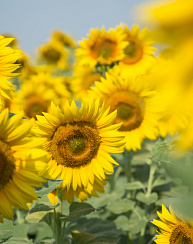 Гибриды подсолнечника Комета