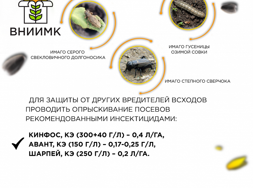 Как-защитить-свои-посевы(подсолнечник)-4