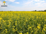 Ученые ВНИИМК создали новый сорт ярового рапса с повышенным сбором масла