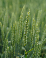 Озимая пшеница Тимирязевка 150