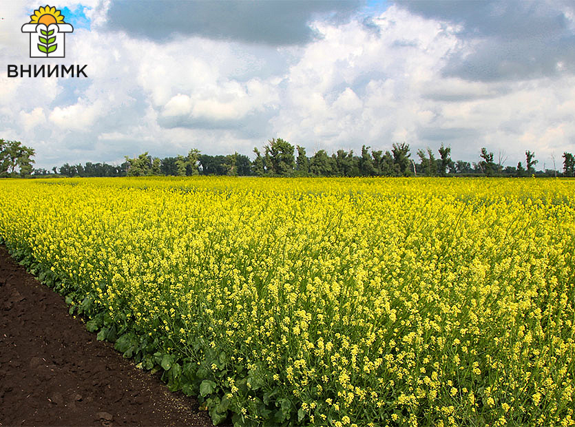 Кубанские-учёные-создали-первый-в-РФ-жёлтосемянный-сорт-ярового-рапса