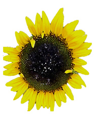 Подсолнечник декоративный Аурелия