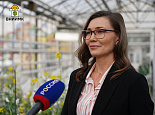 Селекционеры ВНИИМК создали новые сорта рапса и горчицы