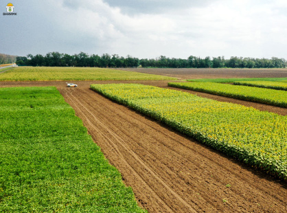 Лидеры по объему высева семян в России – сорта селекции ВНИИМК