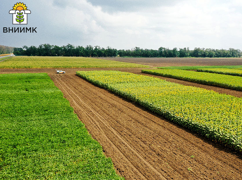 Lidery-po-obemu-vyseva-semyan-v-Rossii---sorta-selektsii-VNIIMK