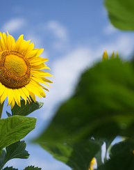 Гибриды подсолнечника Клип