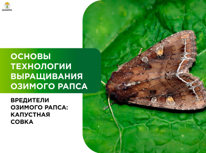 Вредители озимого рапса: капустная совка