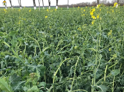 Основы технологии выращивания озимого рапса