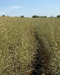 Яровой рапс Бумер КЛ