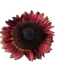 Подсолнечник декоративный Румянец