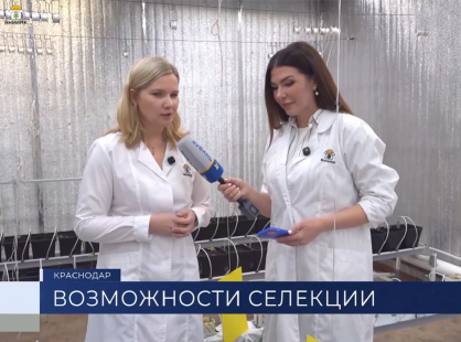 О деталях работы ВНИИМК в «Деталях» телеканала «Кубань 24»