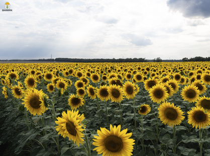 ВНИИМК поддержал проект «ФосАгро‑Регион» и Госсорткомиссии