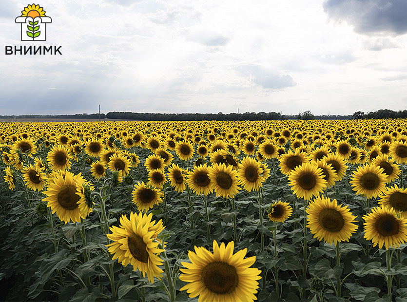 VNIIMK-podderzhal-proekt--FosAgro-Region--i-Gossortkomissii