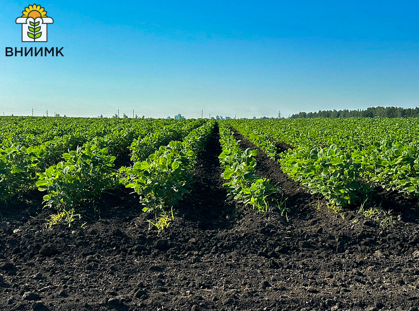 Сорт-сои-Липчанка-3