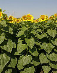 Гибриды подсолнечника Мечта