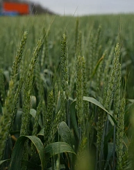 Озимая пшеница Гром