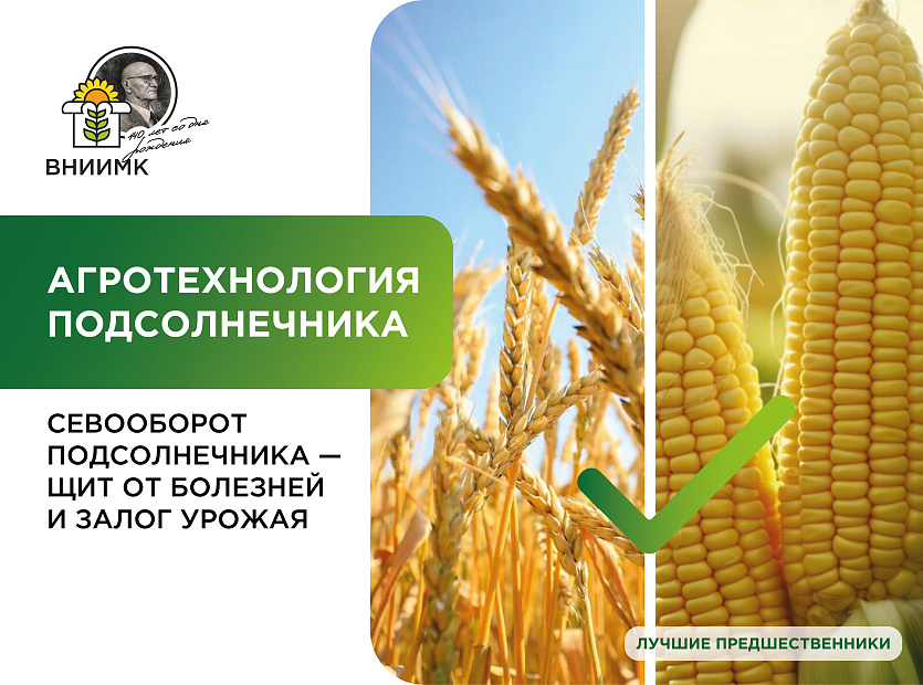 Sevooborot-podsolnechnika---shchit-ot-bolezney-i-zalog-urozhaya-08-08