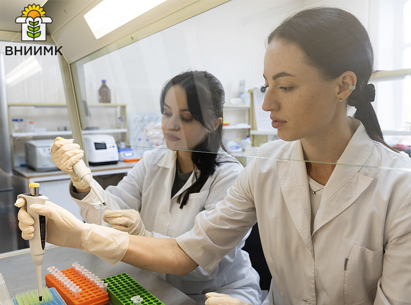 VNIIMK-informiruet-o-sluchayakh-poddelki-protokolov-identifikatsii-gibridov-podsolnechnika