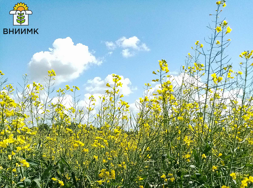 Урожайность-ярового-рапса-ФОРПОСТ-КЛ-в-Сибири-26,5-ц-с-га