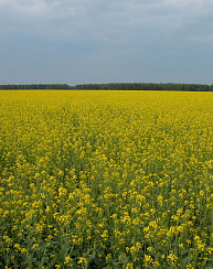 Сурепица Лучистая