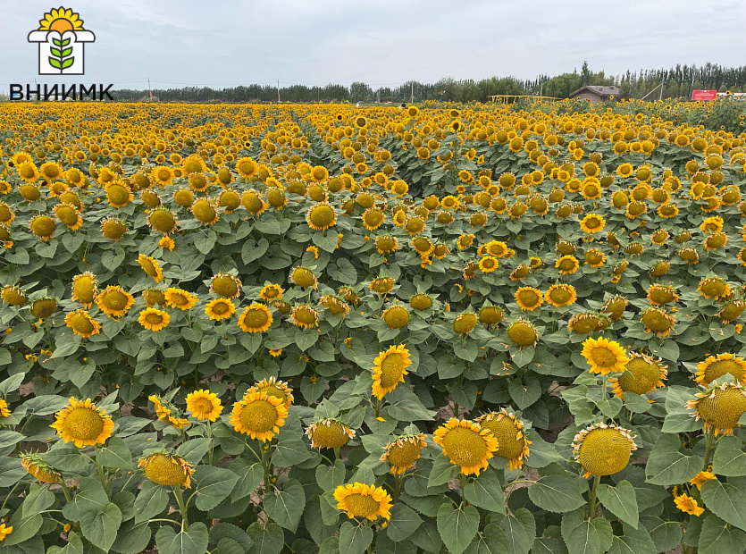 Яков-Николаевич-Демурин-выступил-на-Международной-конференции-по-подсолнечнику-3