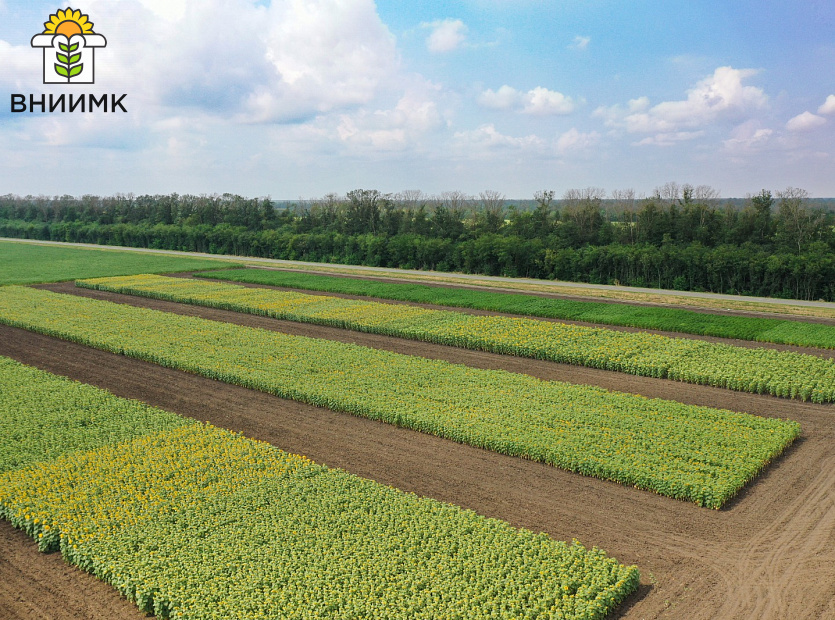 ВНИИМК-направил-в-новые-регионы-России-семена-подсолнечника,-созданного-в-рамках-реализации-нацпроекта