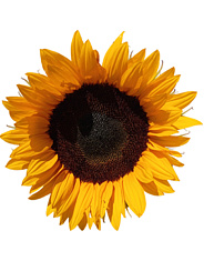 Подсолнечник декоративный Мира