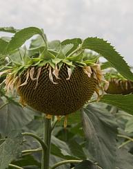  Паритет