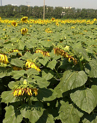 Гибриды подсолнечника Донской 354