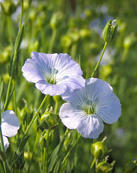 Лен масличный Ангелит