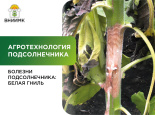 Болезни подсолнечника: белая гниль, или склеротиниоз 