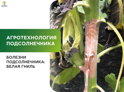Болезни подсолнечника: белая гниль, или склеротиниоз 