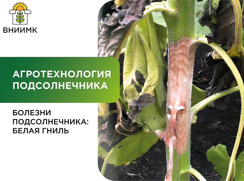 Bolezni-podsolnechnika-belaya-gnil-ili-sklerotinioz