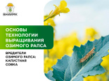 Вредители озимого рапса: капустная совка