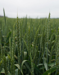 Озимая пшеница Алексеич