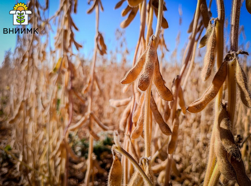 Соя-Липчанка-–-отличный-предшественник-для-озимой-пшеницы