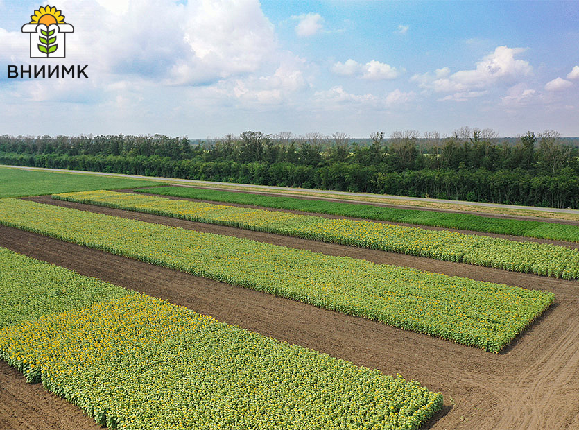 На-Дне-поля-ВНИИМК-будет-представлено-более-60-отечественных-сортов-и-гибридов-сельскохозяйственных-культур