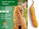 Селекционеры ВНИИМК создали новый сорт сои Рысь