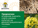   Приглашаем аграриев оценить  сорта озимых  культур на  демонстрационных  посевах