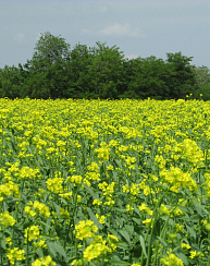 Сурепица Искра