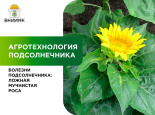 Болезни подсолнечника: ложная мучнистая роса